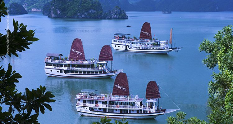 Swan-Cruise-5