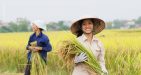 Hai-Duong-Rice-Field
