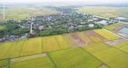 Thai-Binh-Rice-Field