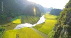 Ninh-Binh-rice-field2
