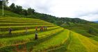 Mu-Cang-Chai-Vietnam3