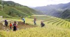 Mu-Cang-Chai-Vietnam7