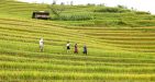 Mu-Cang-Chai-Vietnam10