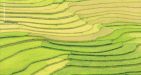 Mu-Cang-Chai-Vietnam9