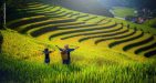 Terrace-in-Sapa-2