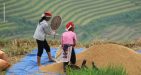 Terrace-in-Sapa-8