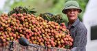 Lychee