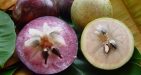 star-apple